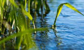 Ricerca e sviluppo - Il progetto BIORECER